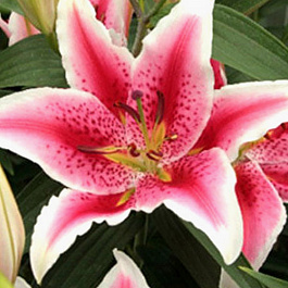 Лилия восточная Тасман