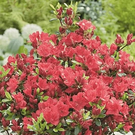 Рододендрон тупой Fridoline