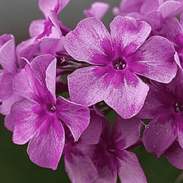 Флокс метельчатый Гаврюша