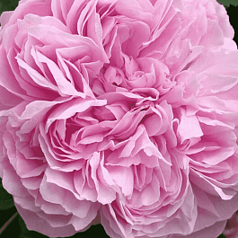 Роза парковая Jacques Cartier