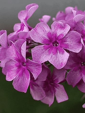 Флокс метельчатый Гаврюша