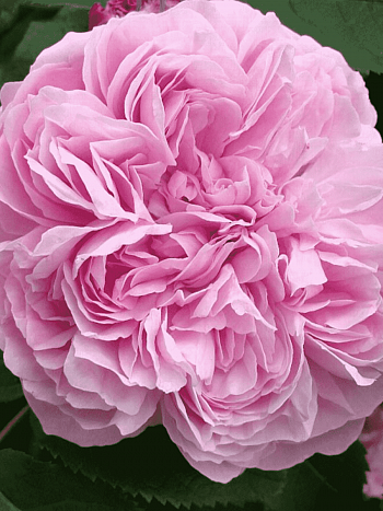 Роза парковая Jacques Cartier