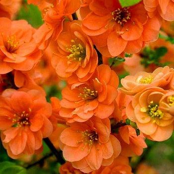 Айва (Хеномелес) превосходная Orange Trail
