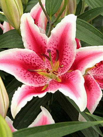 Лилия восточная Тасман Лилия восточная Тасман