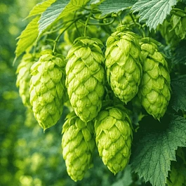 Хмель обыкновенный Феодал