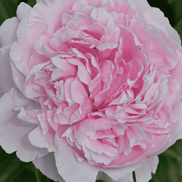 Пион Молочноцветковый Germaine Bigot