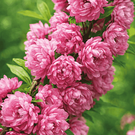 Вишня железистая Rosea Plena