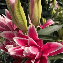 Лилия Roselily Tatsjana