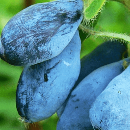 Жимолость  Волшебница