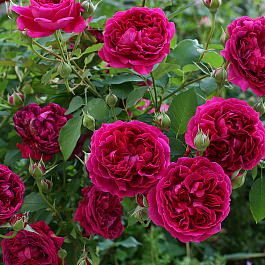 Роза английская Вильям Шекспир