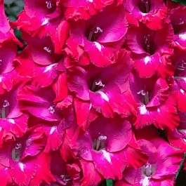 Гладиолус San Siro