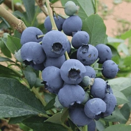 Голубика высокорослая Meader