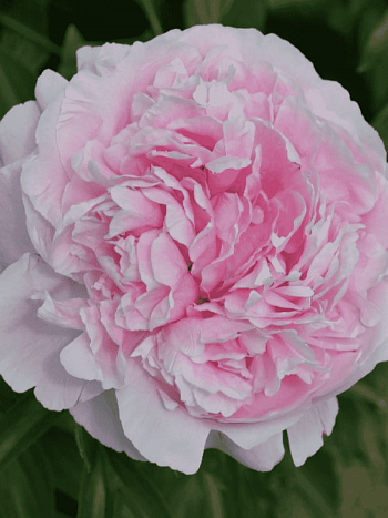 Пион Молочноцветковый Germaine Bigot