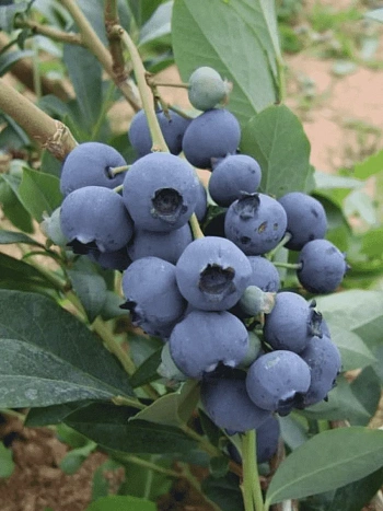 Голубика высокорослая Meader