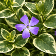 Барвинок большой Вариегата