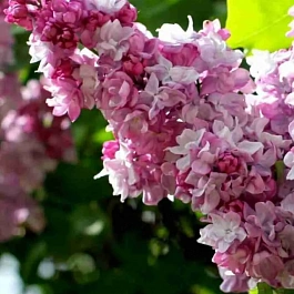 Сирень обыкновенная Радмила