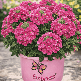 Вербена Empress Flair Pink