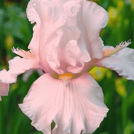 Ирис германский Cherished