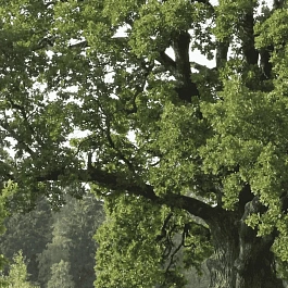 Дуб черешчатый