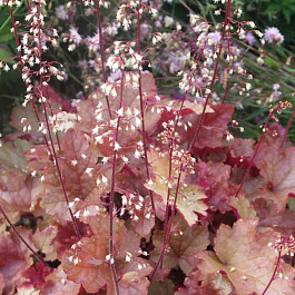 Гейхера гибридная Пенелопа