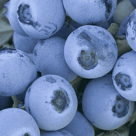 Голубика высокорослая Early Blue