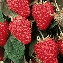 Малина Терентий