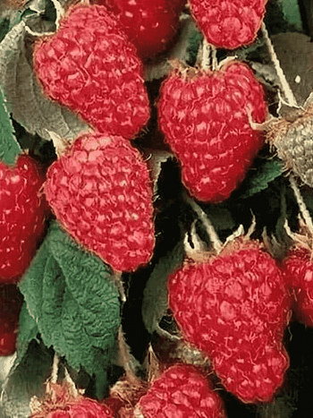 Малина Терентий