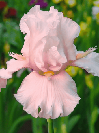 Ирис германский Cherished