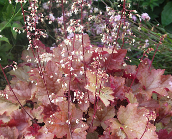 Гейхера гибридная Пенелопа