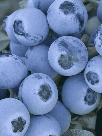 Голубика высокорослая Early Blue