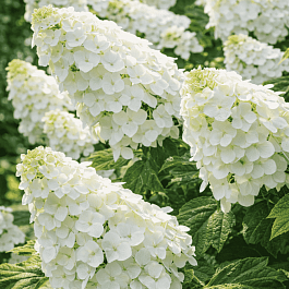 Гортензия дуболистная Snow Giant
