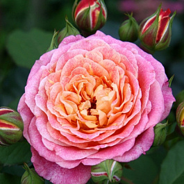 Роза парковая Массад Мишель Бедросьян