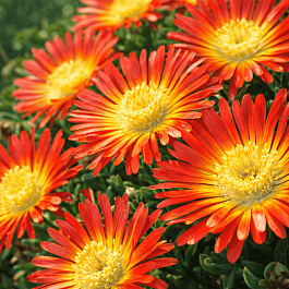 Делосперма Купера Ocean Sunset Orange Vibe