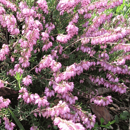 Эрика Atrorubra