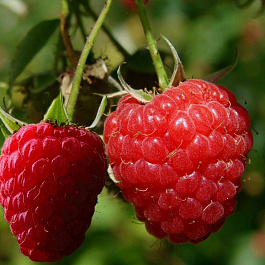 Малина ремонтантная Конек-Горбунок Малина ремонтантная Конек-Горбунок