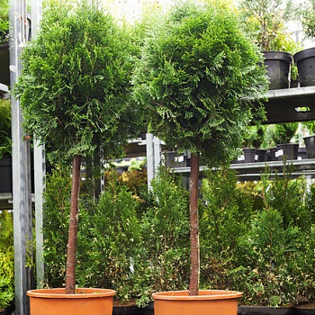 Туя западная Смарагд - штамб