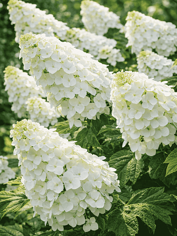 Гортензия дуболистная Snow Giant