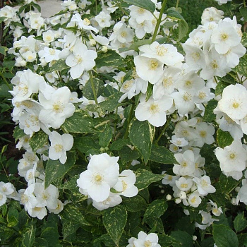 Жасмин садовый Инносенс