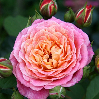 Роза парковая Массад Мишель Бедросьян