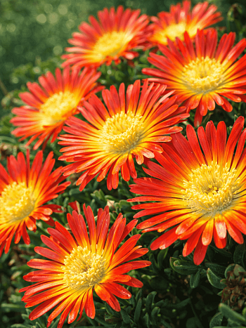 Делосперма Купера Ocean Sunset Orange Vibe