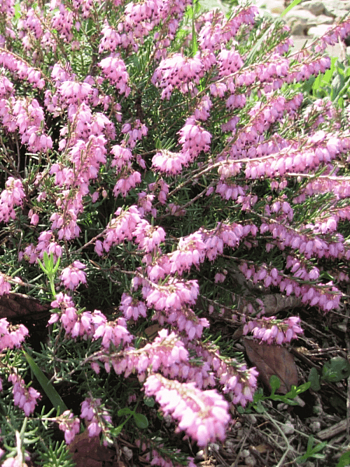 Эрика Atrorubra