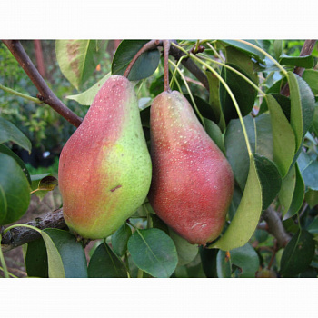 Груша плодовая Яковлевская