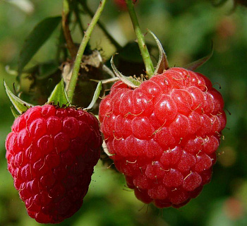 Малина ремонтантная Конек-Горбунок