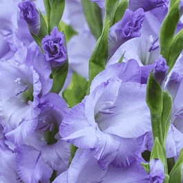 Гладиолус Sweet Blue