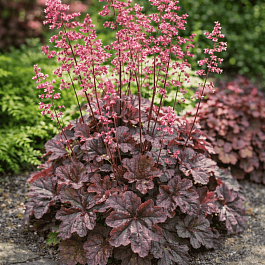 Гейхера Cassis