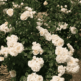 Роза Флорибунда Lions Rose