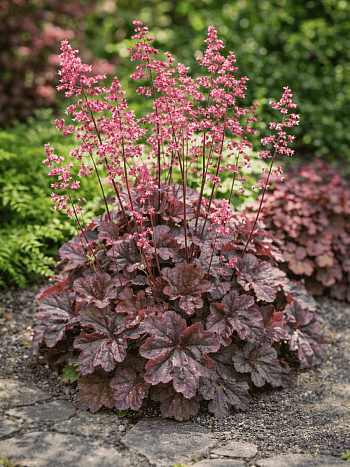 Гейхера Cassis