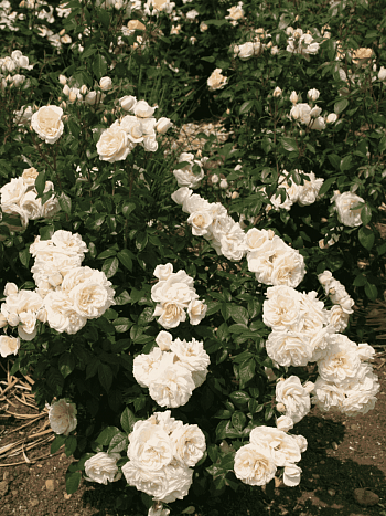 Роза Флорибунда Lions Rose