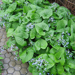 Бруннера сибирская