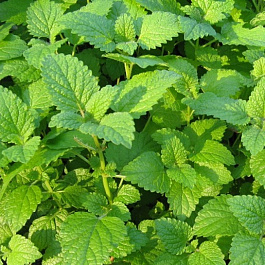 Мята лимонная Цитрата